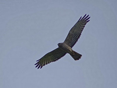 Harrier overhead.jpg
