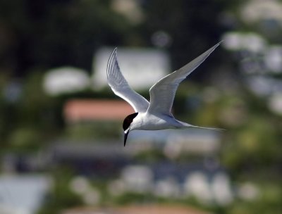 White Fronted Tern on Patrol 2.jpg