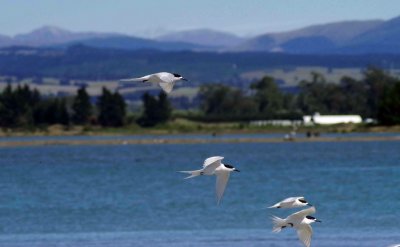 Terns with Distant Hills.jpg