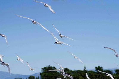 Wheeling Terns.jpg