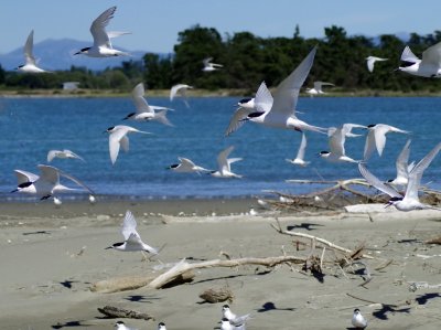 Terns take off.jpg