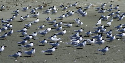 Terns on the Beach.jpg