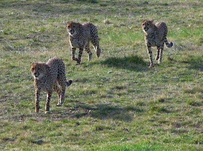 3 Cheetahs in 2006.jpg