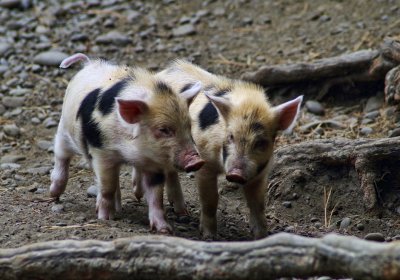 Auckland Island piglets.jpg