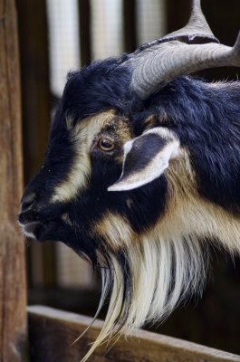Arapawa Goat buck.jpg