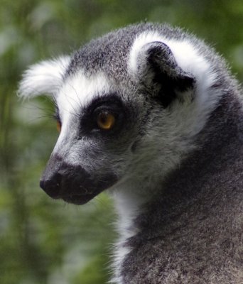 Ring Tailed Lemur.jpg