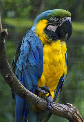 Blue  Gold Macaw 2.jpg