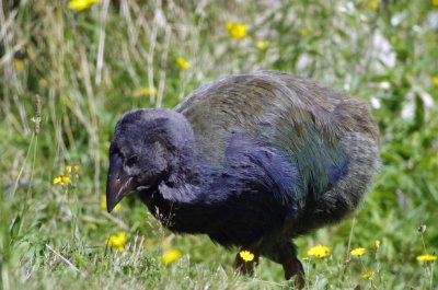 Takahe chick.jpg