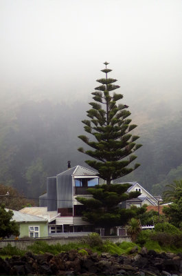 Seaside fog 15.jpg