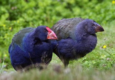 Takahe adult and chick.jpg