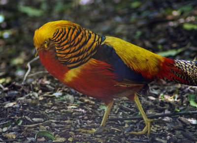 Golden Pheasant.jpg