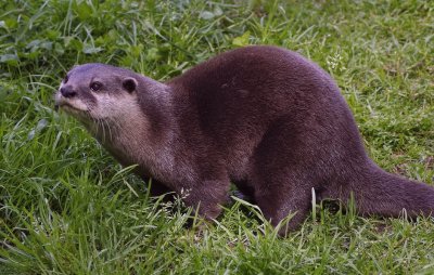 Otter in the grass.jpg