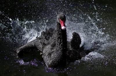 Black Swan bath time.jpg