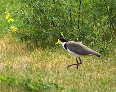 Spur Winged Plover.jpg