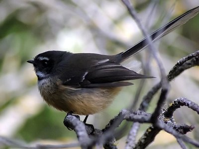 Fantail 2.jpg