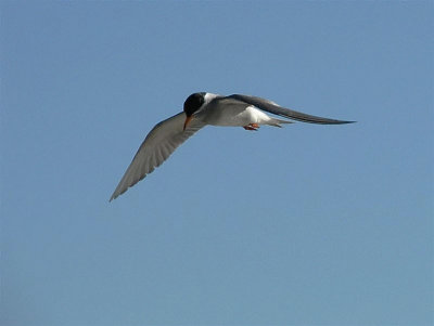 Black Fronted Tern flight.jpg