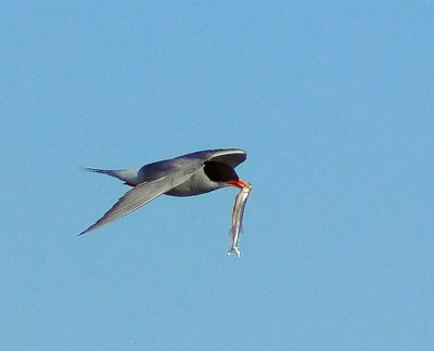 Black Fronted Tern with catch.jpg