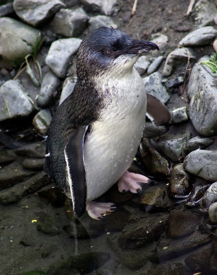 Blue Penguin.jpg