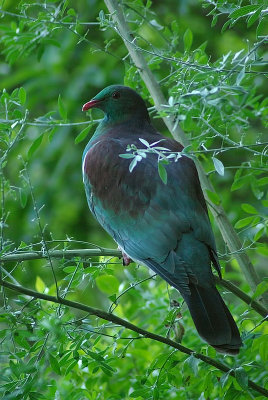 NZ Pigeon Karori.jpg