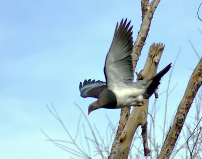 NZ Pigeon takes off.jpg