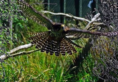 NZ Falcon in Flight.jpg