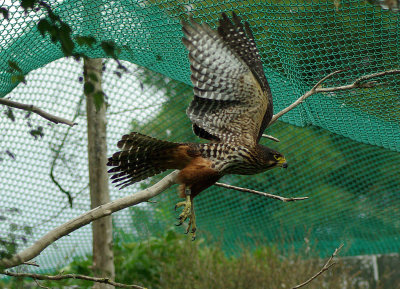 Hand raised NZ Falcon in flight.jpg