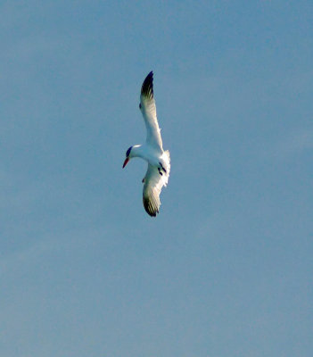 Caspian ready for dive.jpg