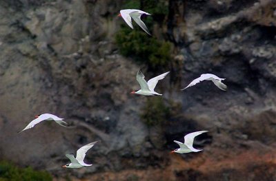 Caspian Terns.jpg