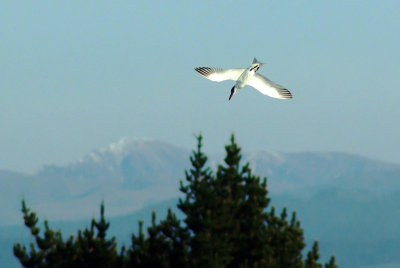 Caspian Tern  Southern Alps.jpg