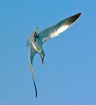 Caspian Tern diving.jpg