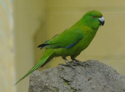 Antipodes Island Parakeet on rock.jpg