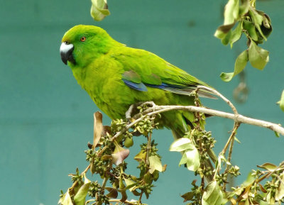 Antipodes Island Parakeet on branch.jpg