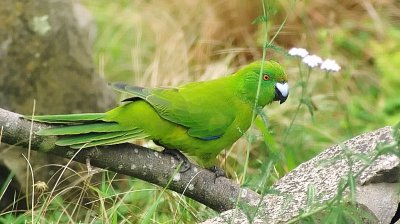 Antipodes Island Parakeet on large branch.jpg