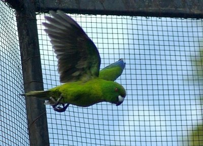 Antipodes Parakeet in flight.jpg