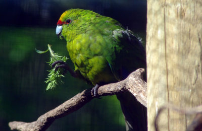 Yellow crowned Parakeet.jpg