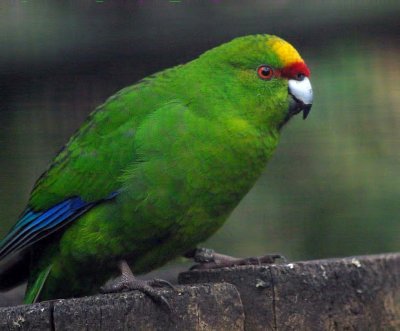 Yellow Crowned.jpg