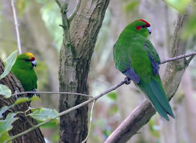 Yellow Crowned & Red Crowned Parakeets.jpg