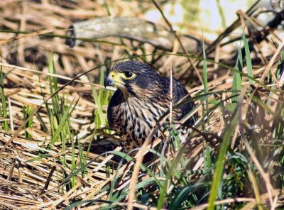 NZ Falcon in the grass.jpg