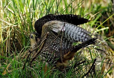 NZ Falcon shows wings.jpg