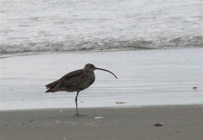 Eastern Curlew @ Southshore.