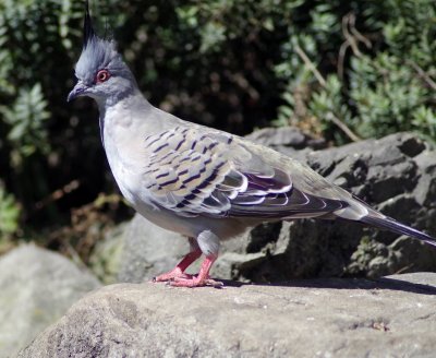 Crested Pigeon.jpg