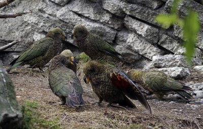 Kea gathering.jpg