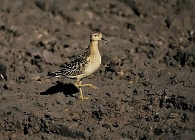 Buff Breasted Sandpiper in Scotland 1988.jpg