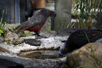 Two South Island Kakas.jpg