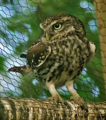 Little Owl.jpg