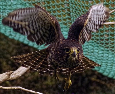 NZ Falcon in flight.jpg