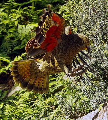 April Kea Colour.jpg