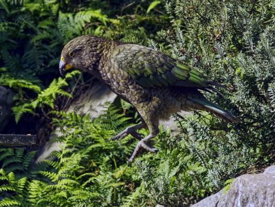 Kea mid-air hop.jpg