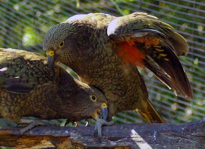Kea nibble.jpg