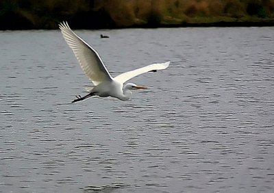 White Heron @ Styx Mill 2.jpg